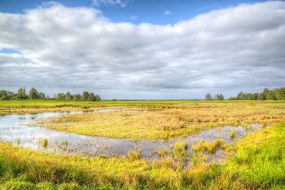 landscape, meadows, blue sky, field, vegetation, green, summer HD wallpaper