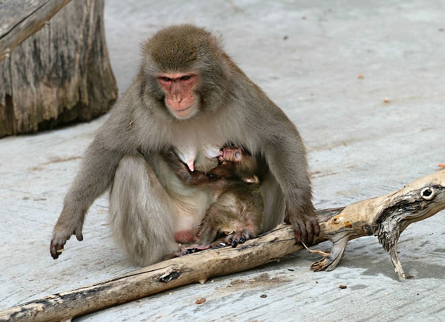 Monkey, Feeding, Babe, Mother, young, care, monkey with a cub HD wallpaper