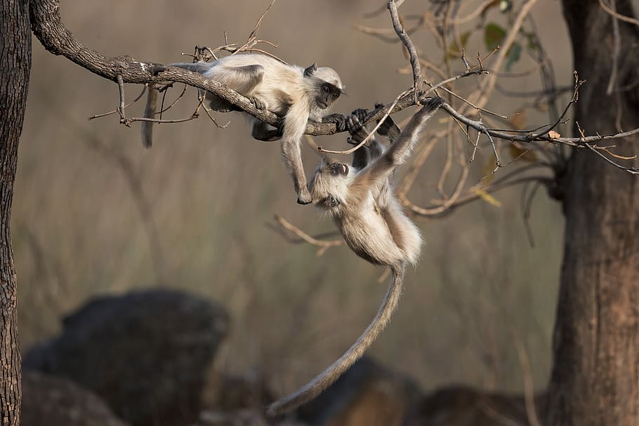 two monkeys on tree branch, swinging, forest, animal themes HD wallpaper