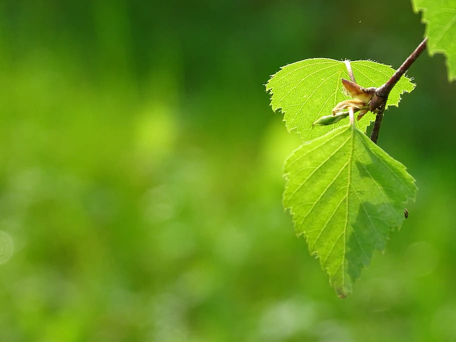leaf green, foliage, deciduous tree, light green, green color HD wallpaper