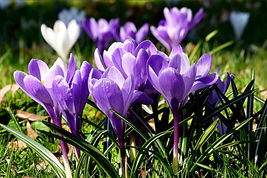 flower, crocus, violet, spring, flowering plant, purple, freshness HD wallpaper