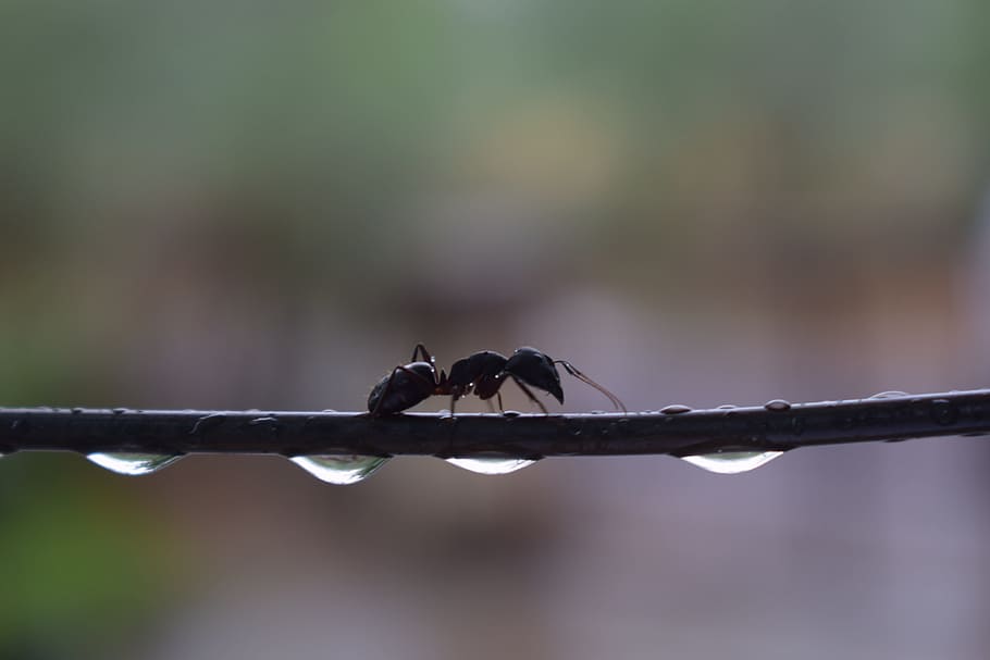 water, drops, water drop, liquid, rain, clean, bubble, clear HD wallpaper