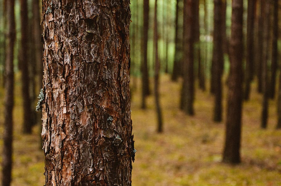 shallow focus photo of tree, trees, bark, trunk, woods, forest HD wallpaper