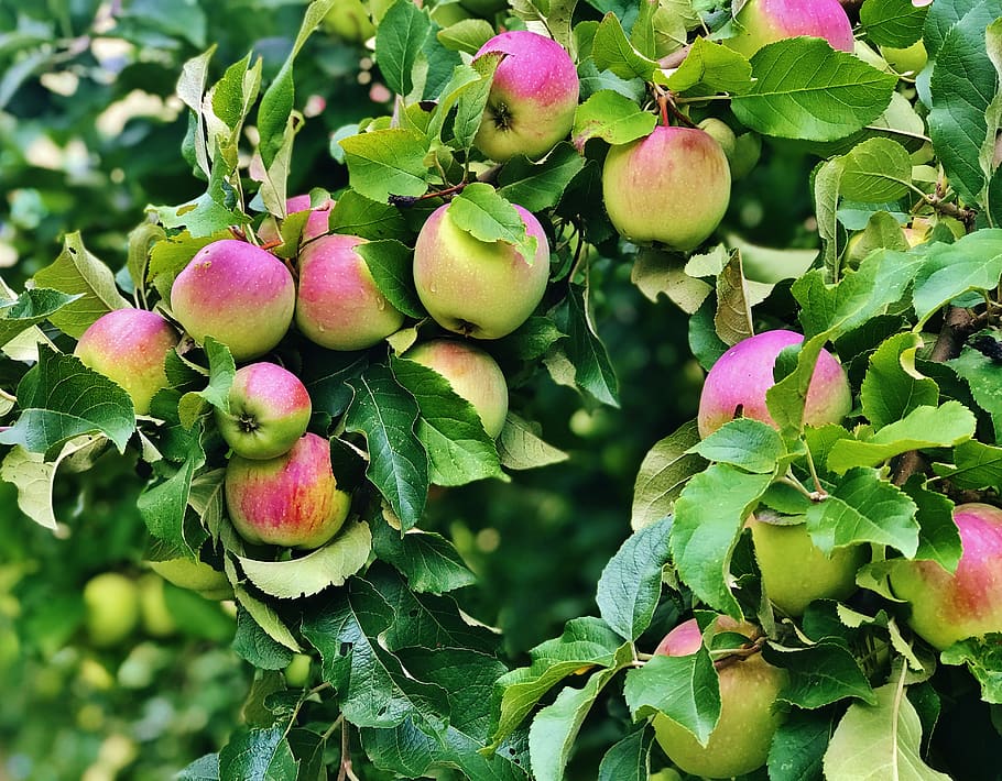 apple, apples, tree, fruit, leaves, leaf, plant part, green color HD wallpaper