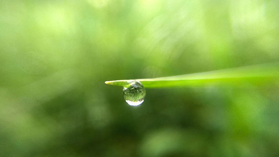 Water Drop On Green Leaf, dew, h2o, macro, macro photography HD wallpaper