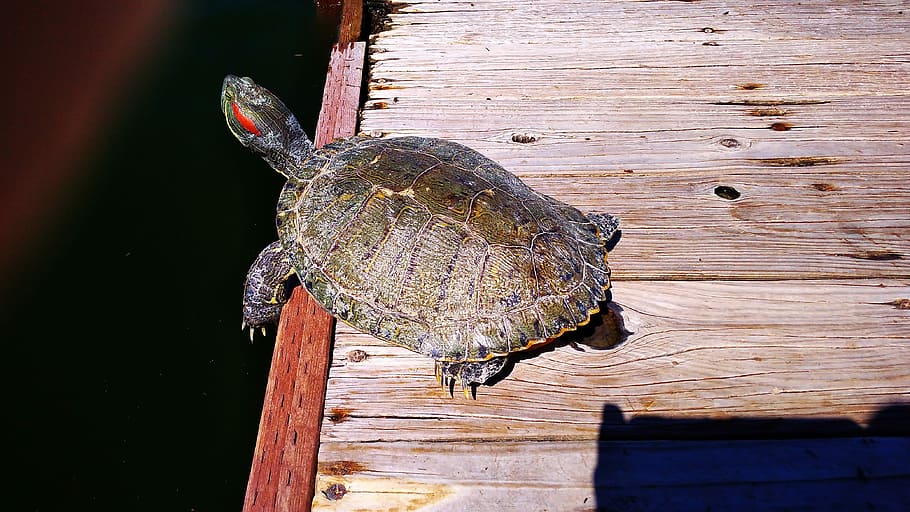 Turtle, Lake, Goodyear, Az, in, wood - material, one animal HD wallpaper