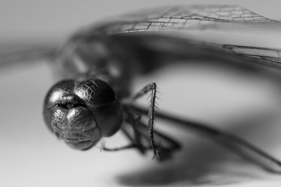 dragonfly, insect, close, flight insect, macro, animal, creature HD wallpaper