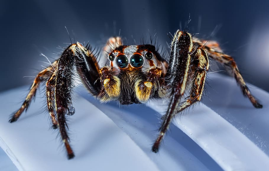 close-up photo of gray and black jumping spider, small spider HD wallpaper