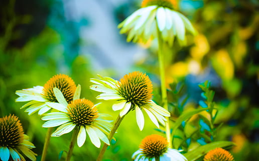 Shallow focus photography of brown flowers photo – Free Neutral