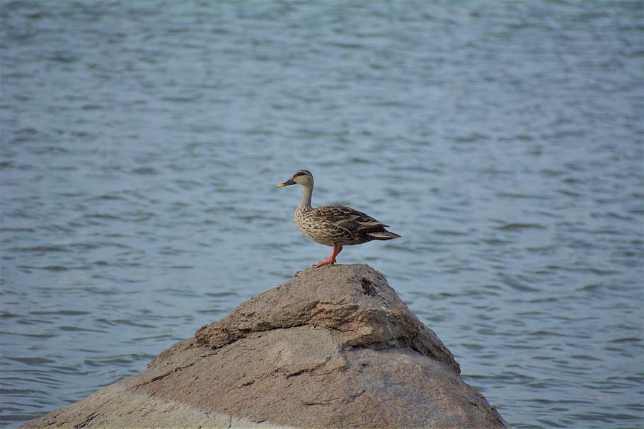 duck, water, stone, animals in the wild, animal wildlife, one animal HD wallpaper