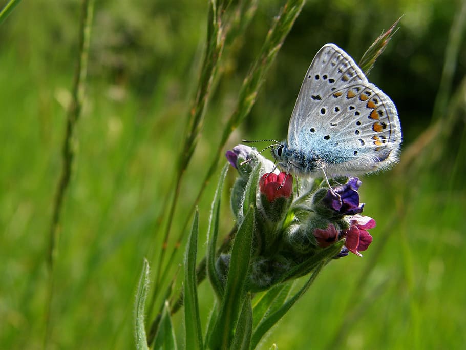 grass, plants, butterfly, insect, beautiful, nature, outside HD wallpaper