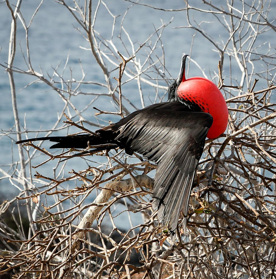 black and red bird on tree branch, red neck black bird, coast HD wallpaper