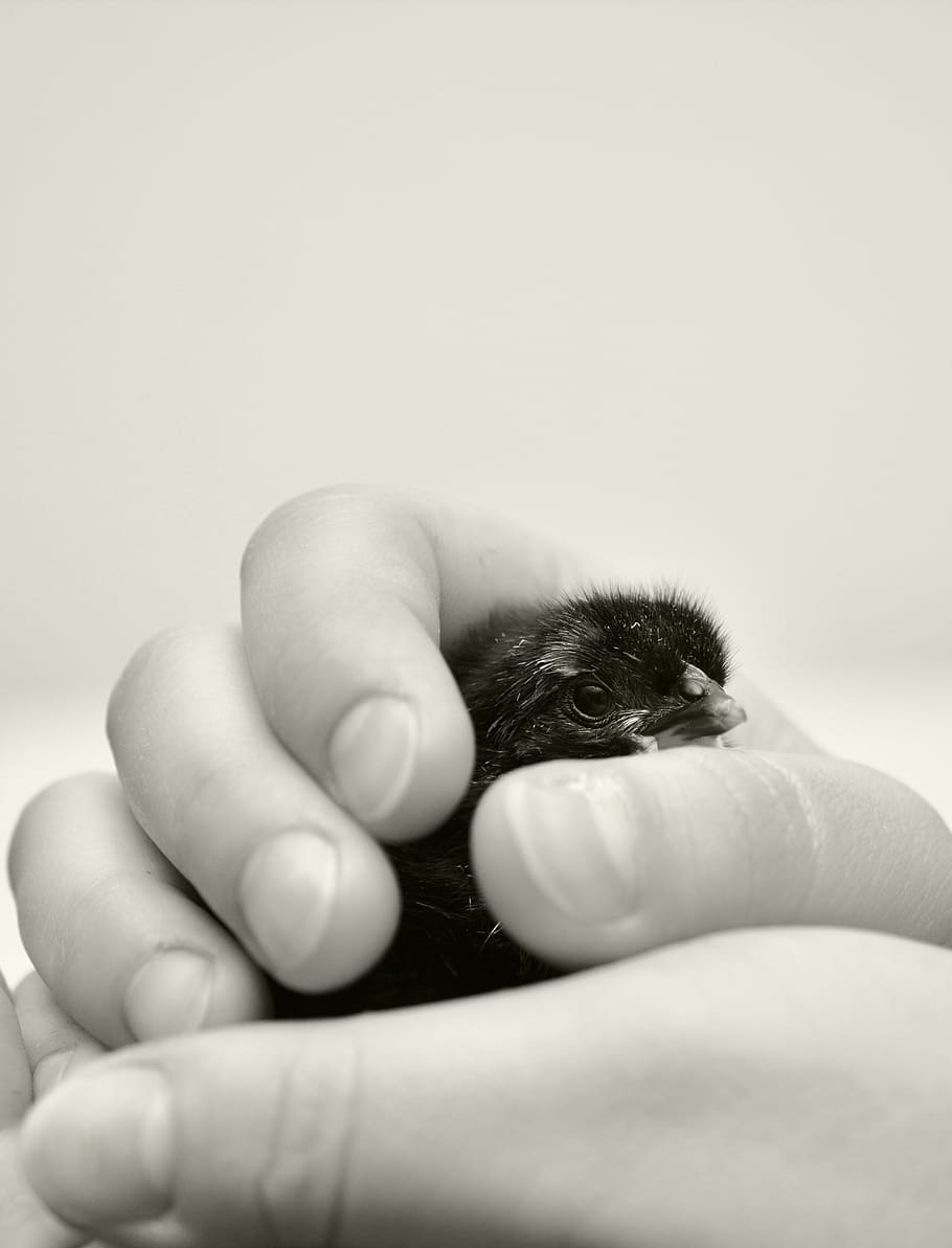 hand, chicks, keep, security, hatched, animal, young animal HD wallpaper