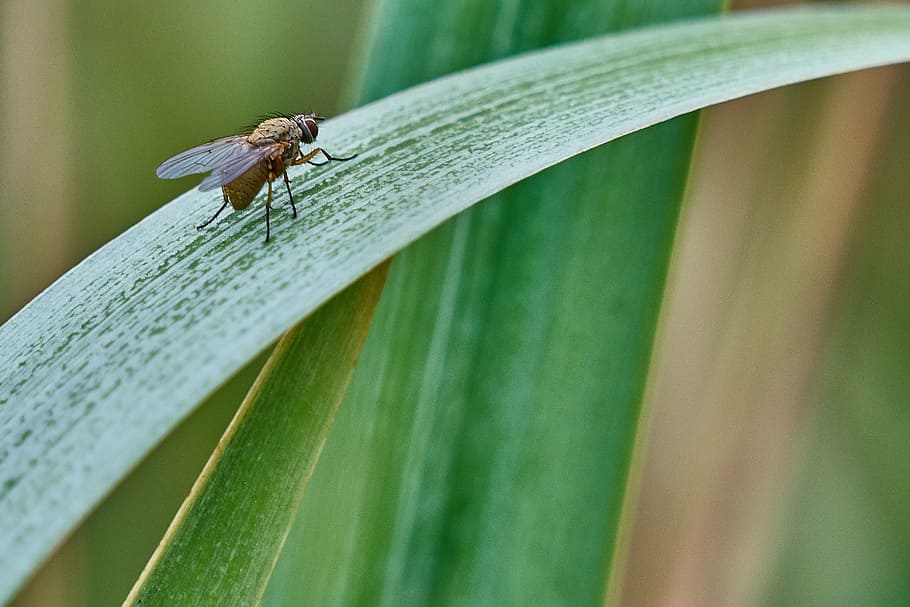 fly, leaf, nature, insect, green, macro, wing, leaves, plant HD wallpaper