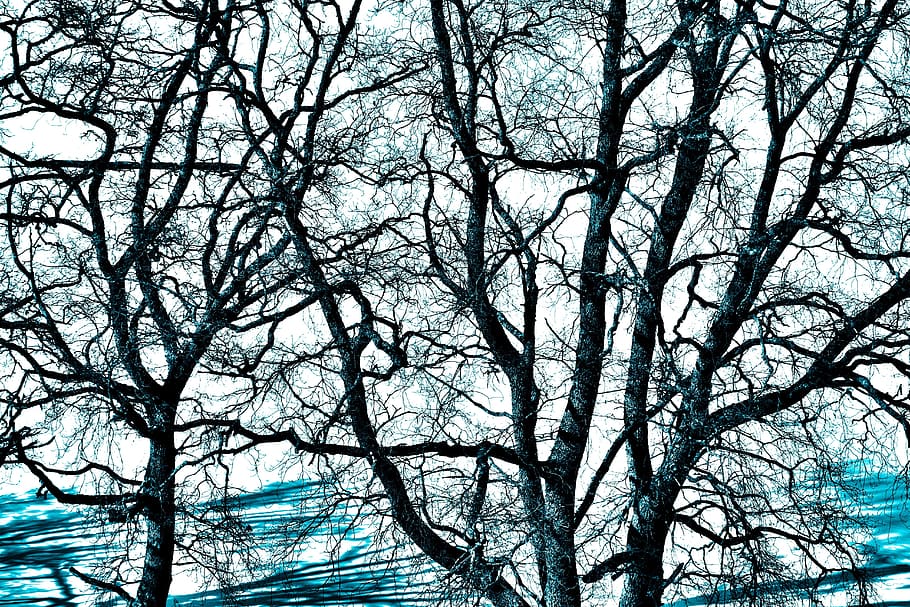 trees, forest, plants, nature, autumn, branch, no people, bare tree HD wallpaper