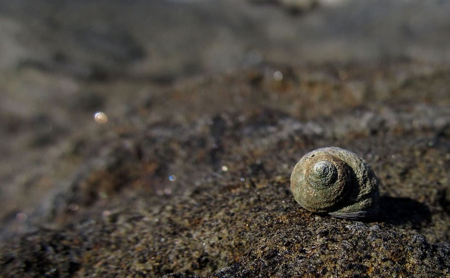 brown hermit crab shell on soil, background for quotes, design HD wallpaper
