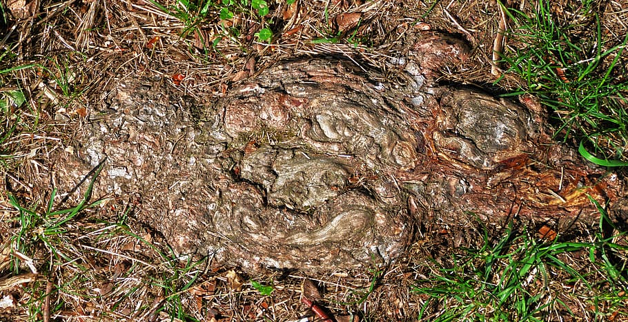 root, wood, structure, ground, earth, grass, grain, pattern HD wallpaper