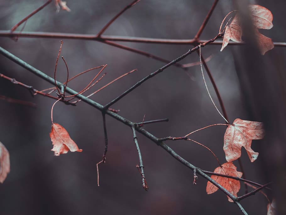 selective focus photography of red leaf tree, pink petaled flowers on branch HD wallpaper