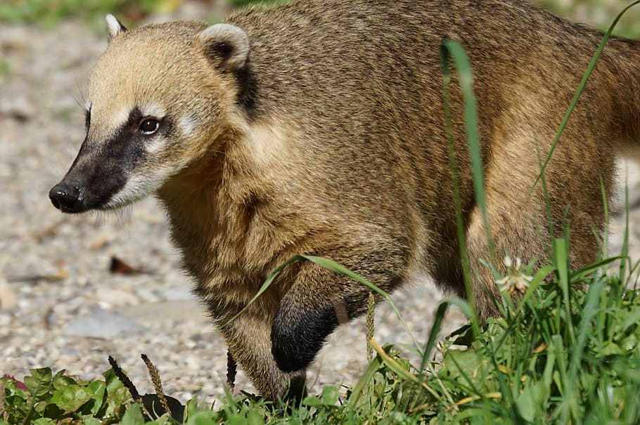 coati, predator, mammal, south american coati, animal, animal themes, HD wallpaper