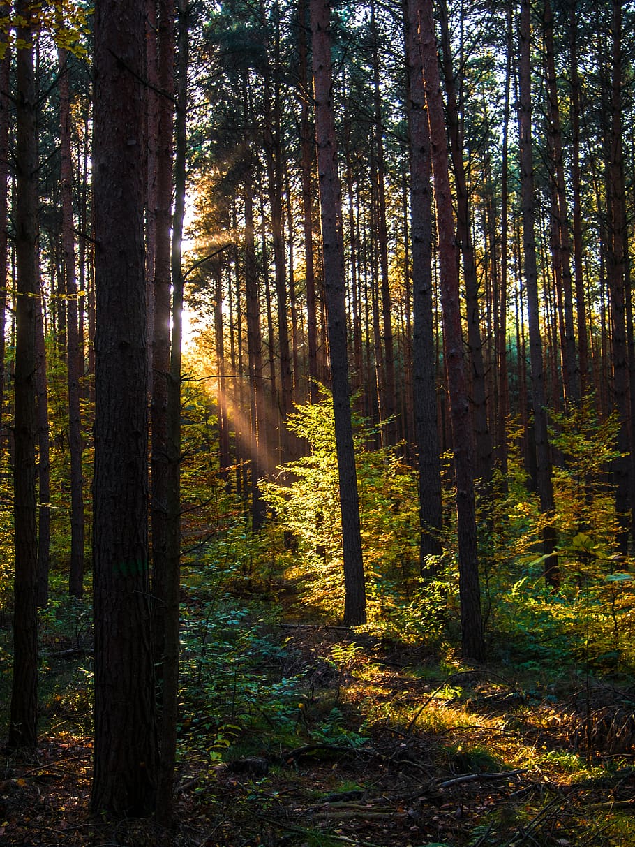 forest, nature, light, fall foliage, forest path, trees, sun HD wallpaper