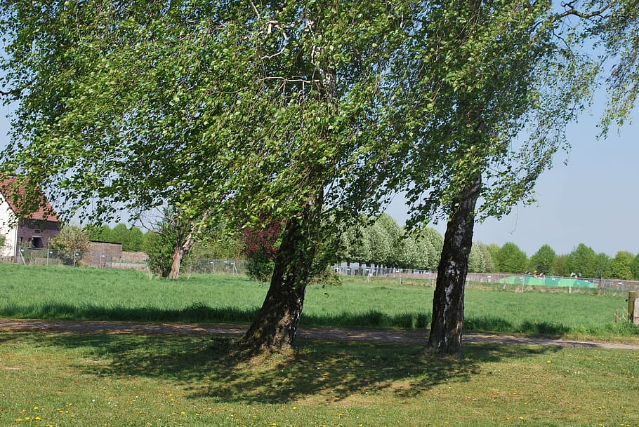 landscape, trees, shrubs, green, grove, nature, bush, plant HD wallpaper