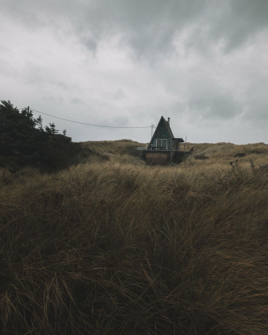 gray wooden house surrounded with grasses during daytime, field HD wallpaper
