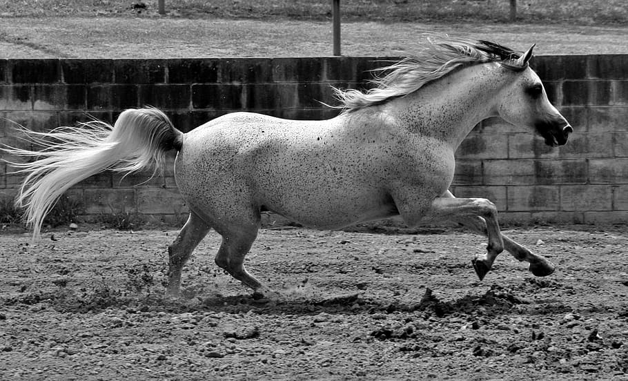 grayscale photo of horse, equine, horses, grey, stallion, arabian