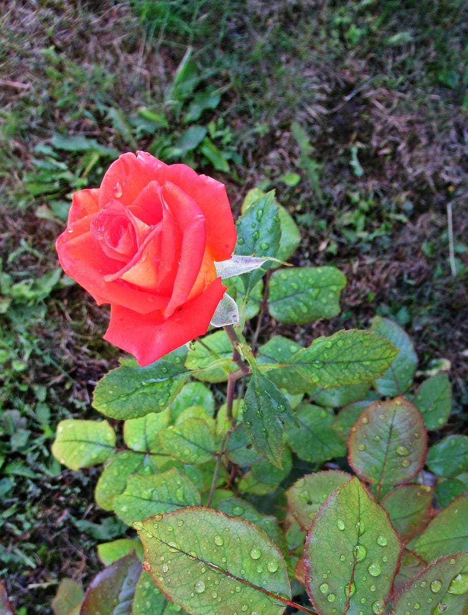 flower, rose, rain, beauty in nature, plant, flowering plant HD wallpaper