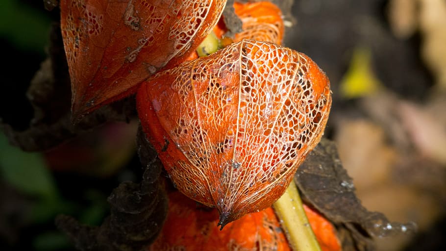fruit, blossom, bloom, red, fruits, plant, flower, food and drink HD wallpaper
