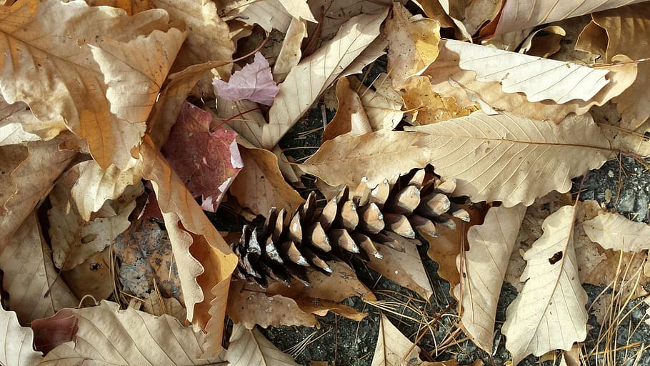 fall, pinecone, leaves, october, nature autumn, rustic, woods HD wallpaper