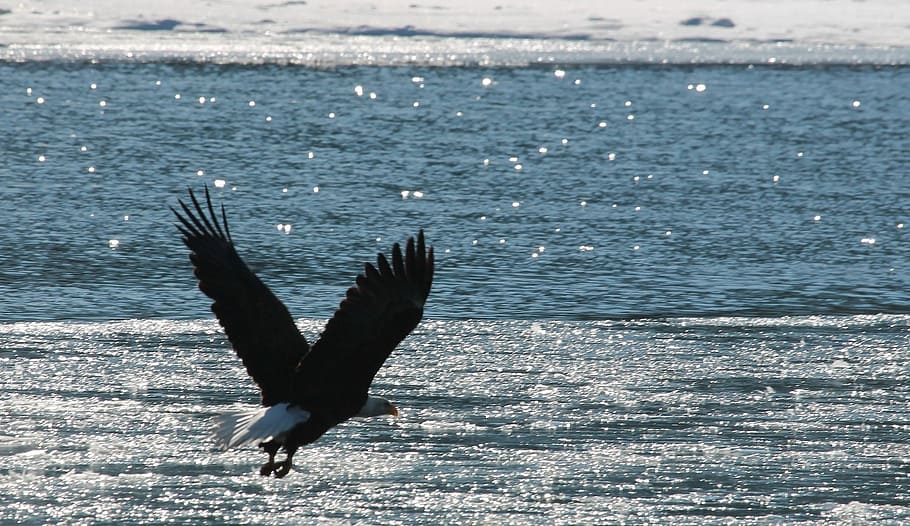eagle flying on the sky, bald eagle, raptor, bird, nature, wild HD wallpaper