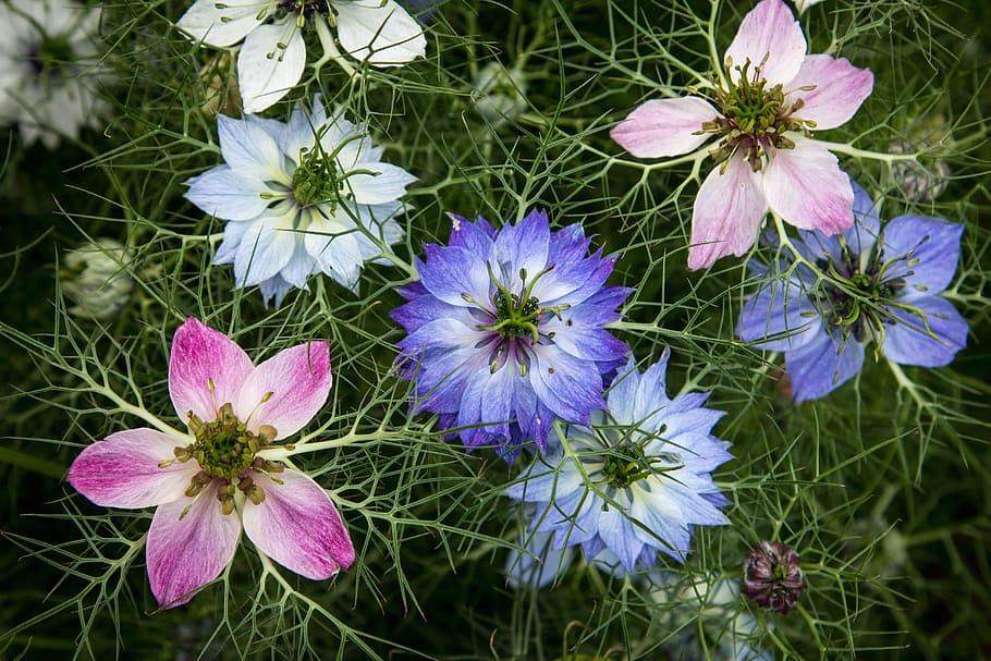assorted-color flowers in selective focus photoghraphy, nigella, HD wallpaper