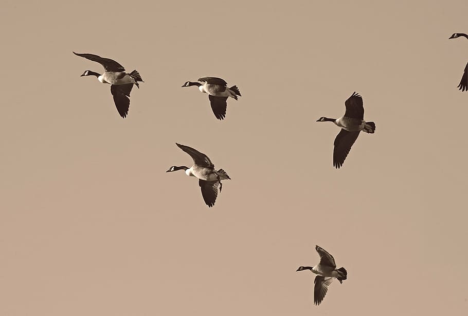 geese, migration, migrate, flock, migratory, waterfowl, migrating, HD wallpaper