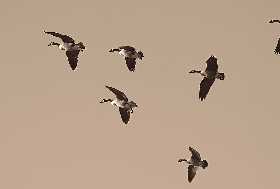 geese, migration, migrate, flock, migratory, waterfowl, migrating HD wallpaper