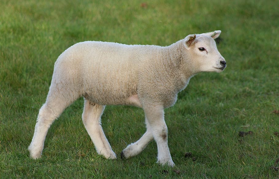 white sheep, lamb, livestock, farm, walking, landscape, agriculture HD wallpaper