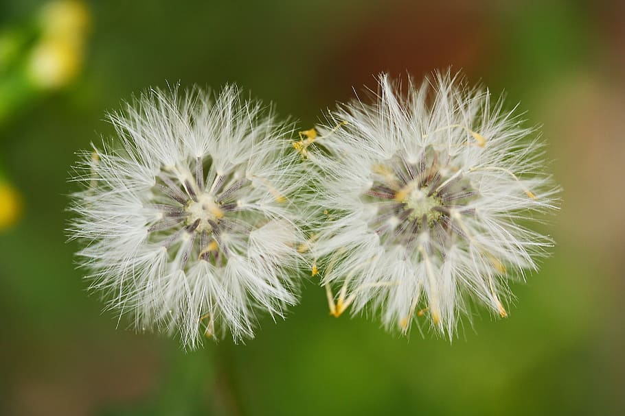 flower, feather, spring, color image, macro, garden, close HD wallpaper