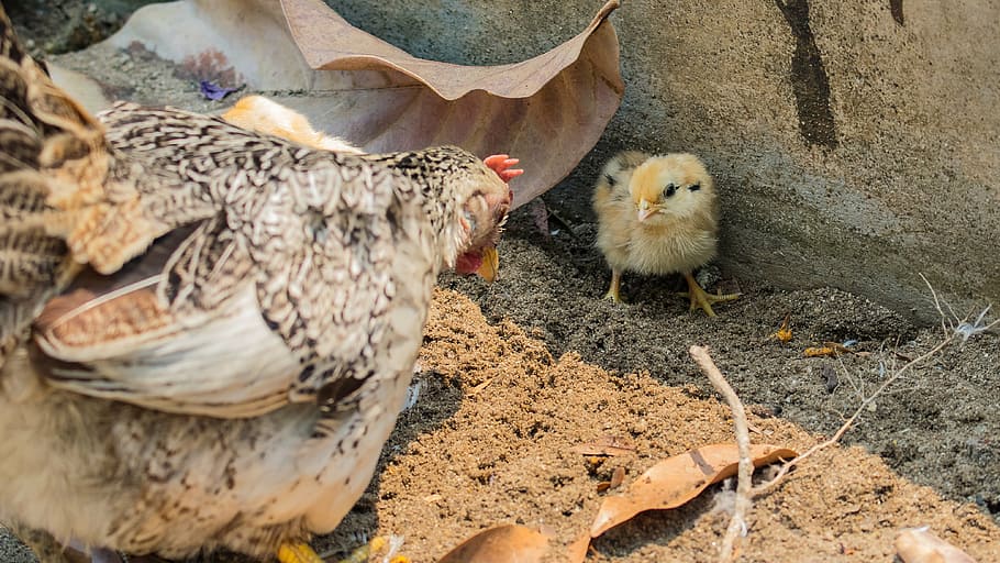 chicken, hens, chicks, bird, animal, farm, chicken - Bird, agriculture HD wallpaper