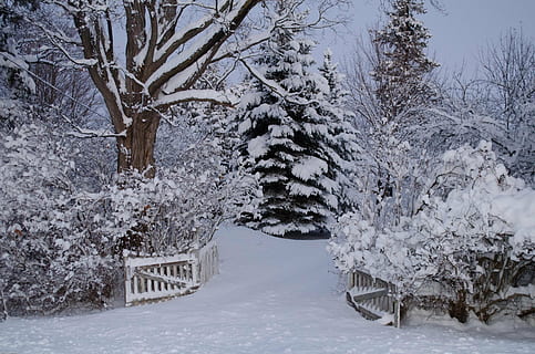 brown trees covered with snow, winter wonderland, egbert, nature HD wallpaper