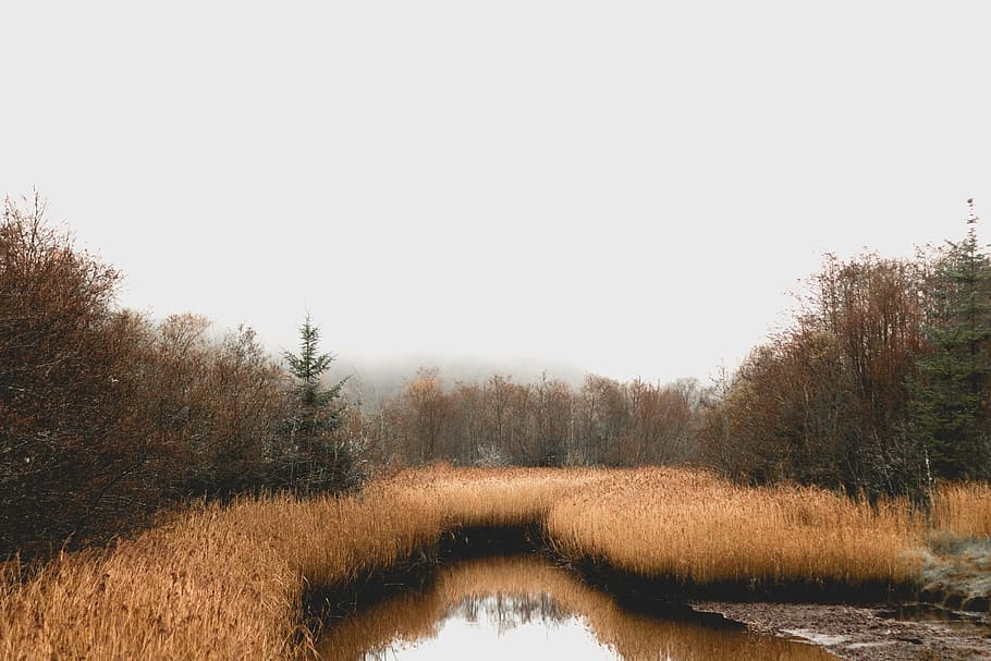 dried grass with pond, bog, forest, ireland, marsh, reeds, trees HD wallpaper