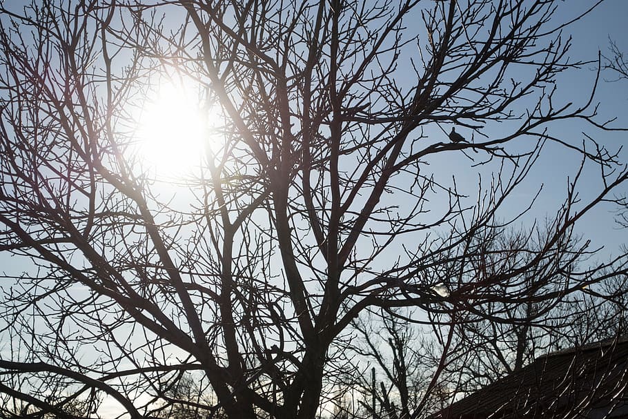 sun, winter, tree, trees, snow, landscape, photo, sky, bare tree HD wallpaper