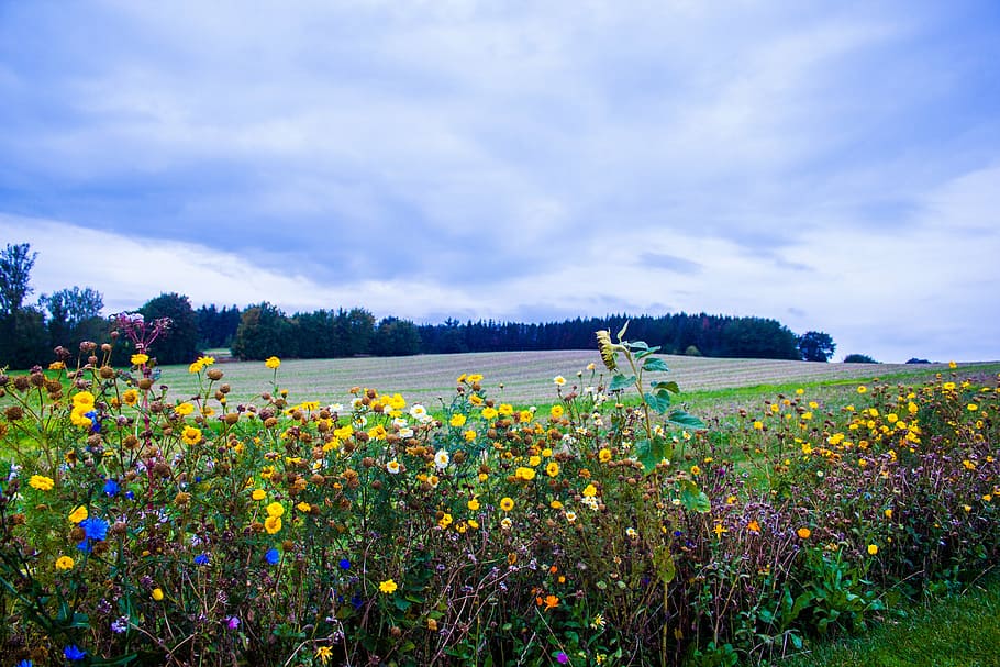 landscape, flowers, field, sky, plant, autumn, mood, denmark HD wallpaper