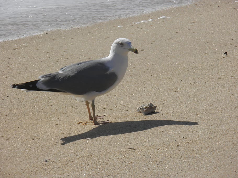 gull, beach, sand, seagull, sunny, standing, sunlight, bird HD wallpaper