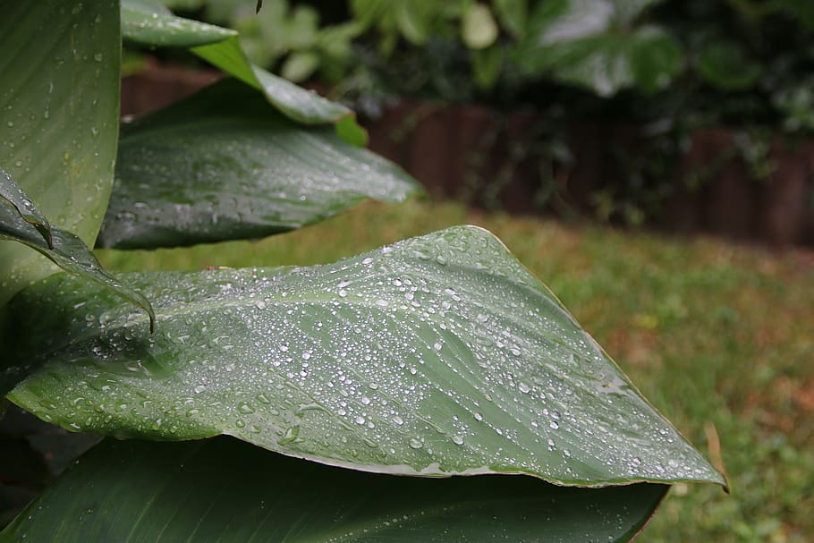 nature, leaf, raindrop, beaded, water, wet, plant part, green color HD wallpaper