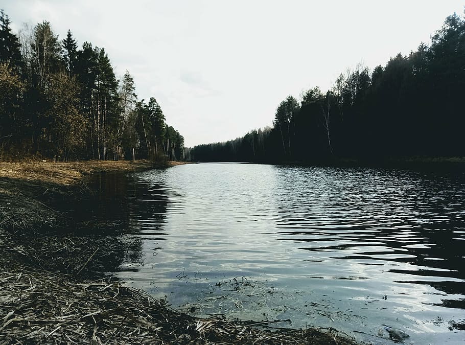 small river, forest, water, landscape, nature, sky, tree, lake HD wallpaper