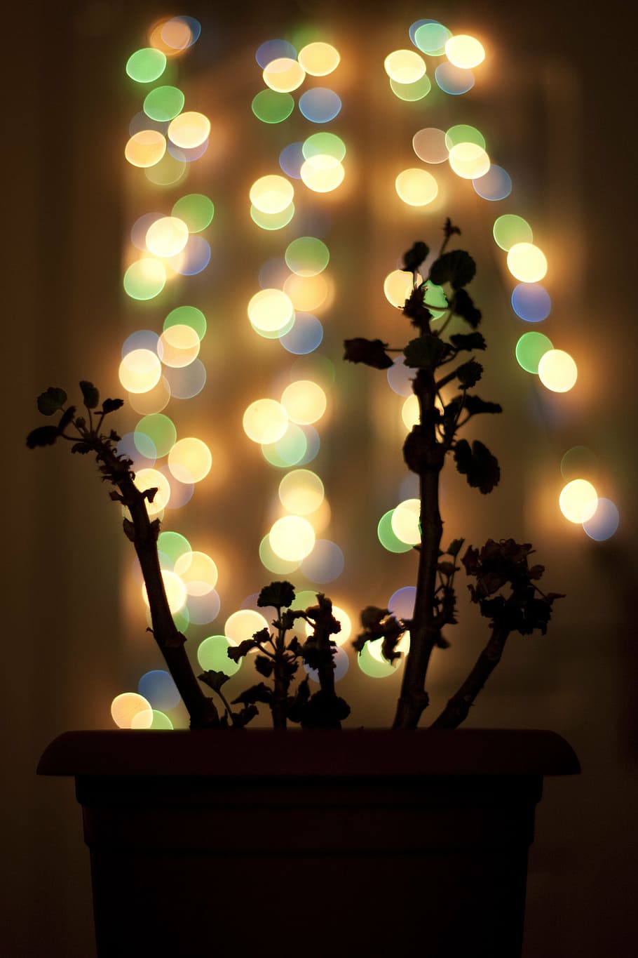 bokeh, light coloring, geranium, silhouette, indoors, cultures HD wallpaper