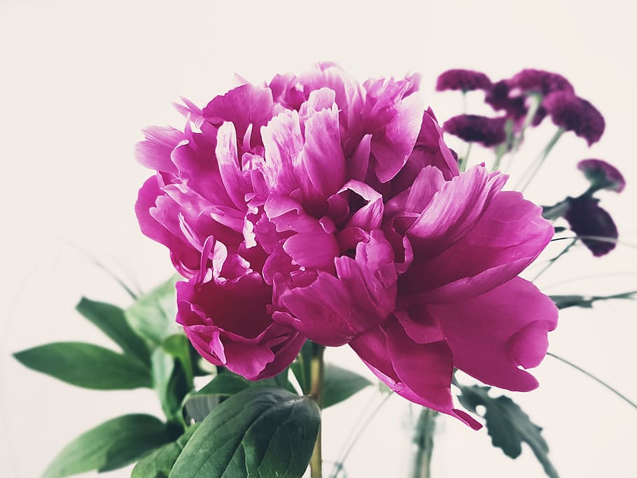 peony, flower, nature, spring, flowering plant, vulnerability HD wallpaper