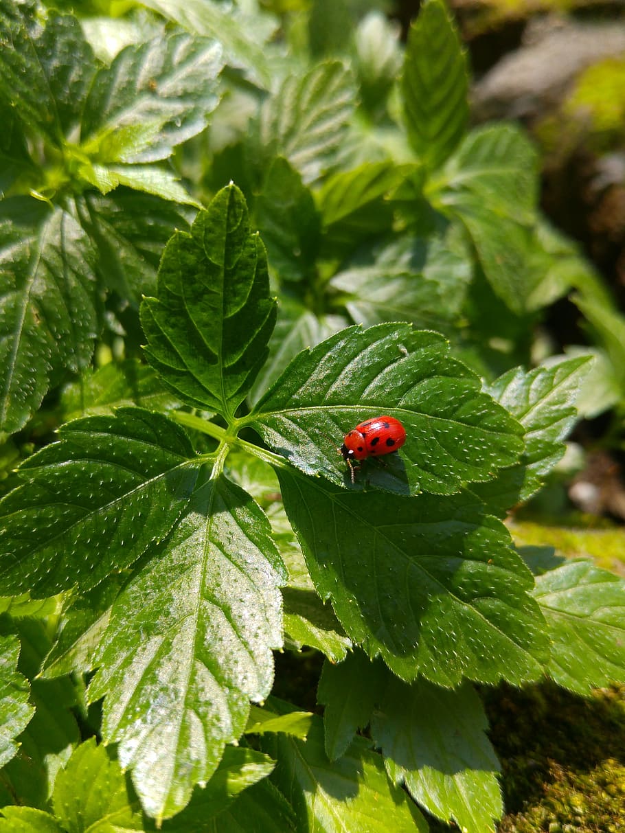 ladybug, leaf, plant part, green color, beetle, insect, red HD wallpaper