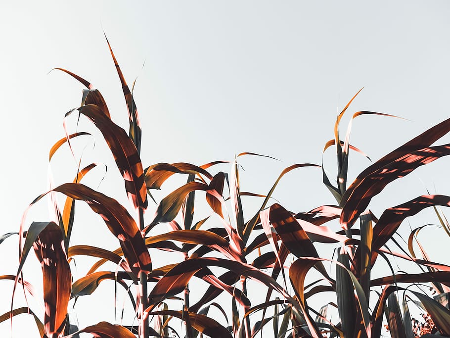 brown wheats, cornfield during daytime, plant, leaf, sunlight HD wallpaper