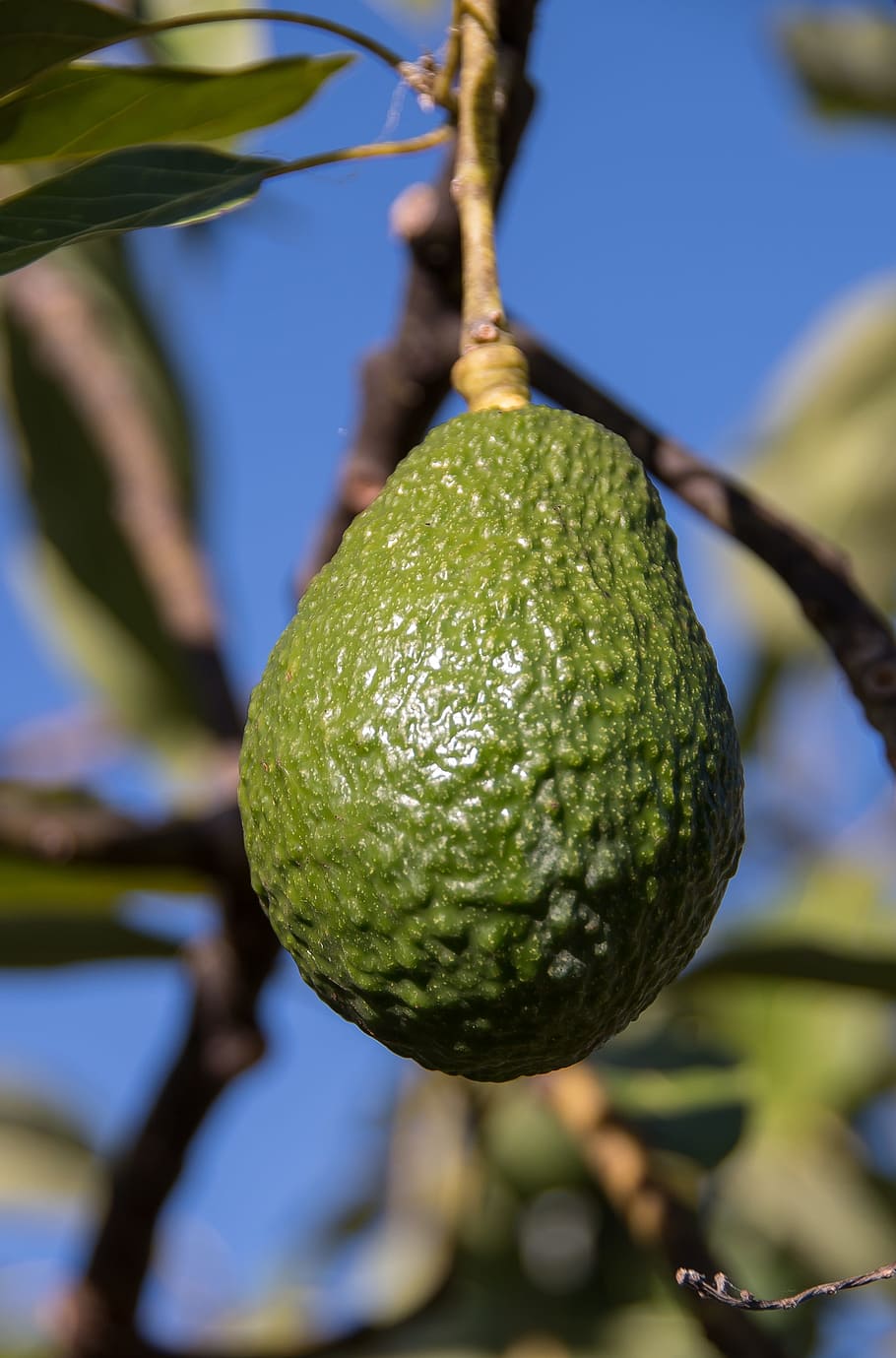 hass avocado, fruit, tree, green, growing, close-up, blue sky, HD wallpaper