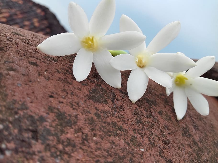 brown, beautiful, jasmine, flower, flowering plant, petal, close-up HD wallpaper